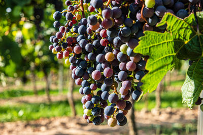 Red blue and purple grapes