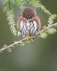 Close-up of owl perching on branch