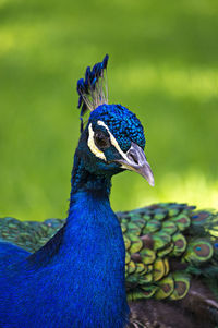 Close-up of peacock