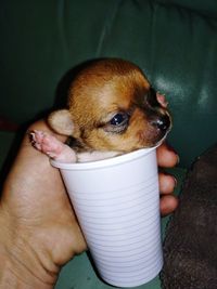 Midsection of man holding dog