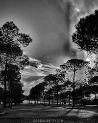 Road passing through trees