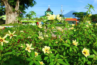 Close-up of yellow flowering plants