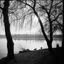 Bare tree by lake against sky