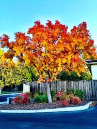 Autumn leaves on tree