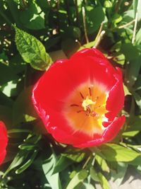 Close-up of insect on red flower