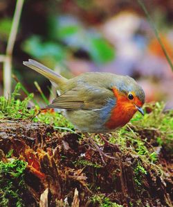 Close-up of bird perching on tree