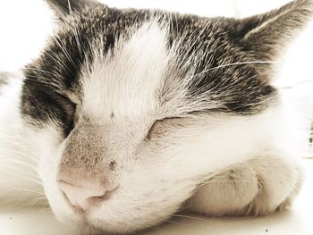 Close-up of cat sleeping