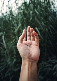 Close-up of hand holding plant against blurred background