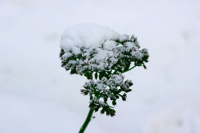 Close-up of plant