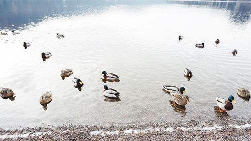 High angle view of swans swimming in lake