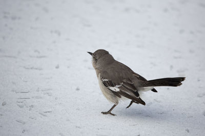 Close-up of bird perching on snow