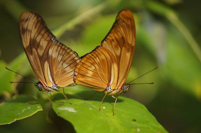 Close-up of butterfly on plant