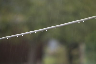 Close-up of wet cable during rainy season