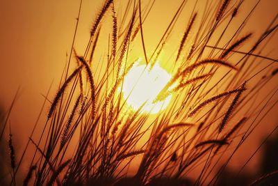 Close-up of stalks against sky at sunset