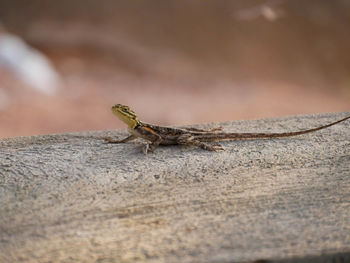 Close-up of lizard on rock