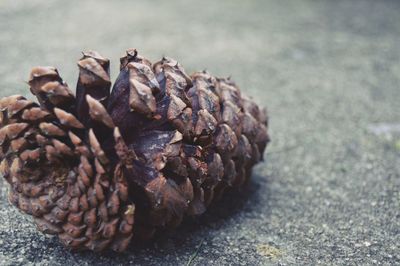 Close-up of plant