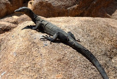 Close-up of monitor lizard on rock