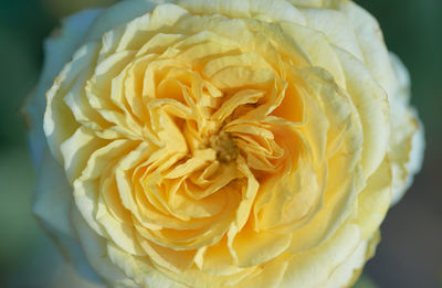 Close-up of yellow rose flower