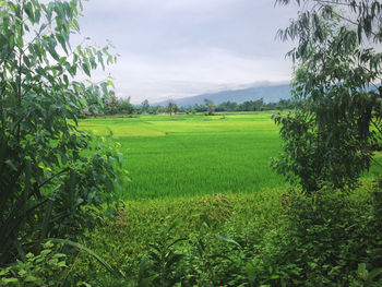 Scenic view of agricultural field against sky