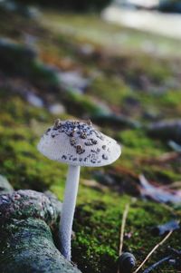 Close-up of mushroom growing on moss