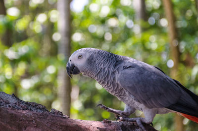 Close-up of bird perching on tree