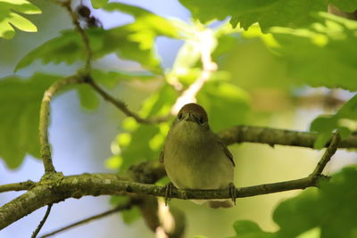 Low angle view of bird perching on branch