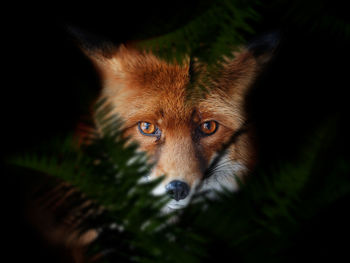 Close-up portrait of dog at night 