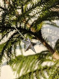 Low angle view of a pine tree with hanging decorative star