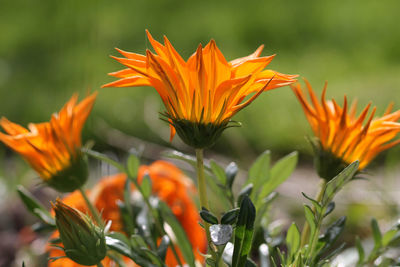 Close-up of orange flowers blooming in field