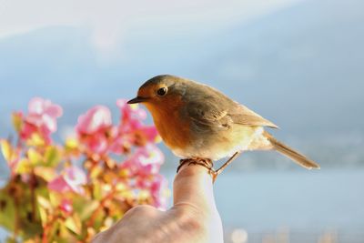 Close-up of hand holding bird against sky