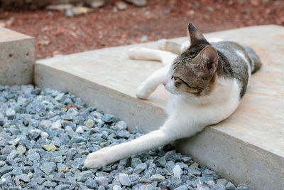 Close-up of a cat sitting on rock