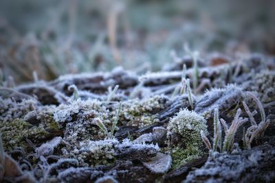 Close-up of snow