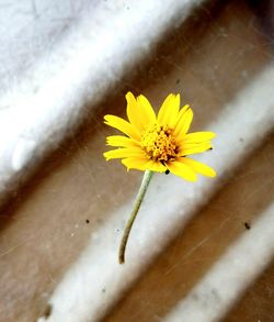 Close-up of yellow flower