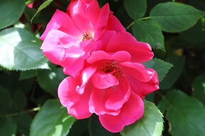 Close-up of pink flowers