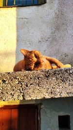 Cat lying on wall