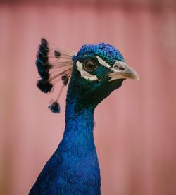 Close-up of peacock