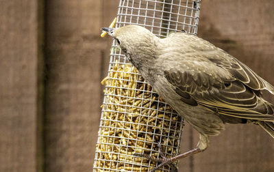 Close-up of bird perching in cage