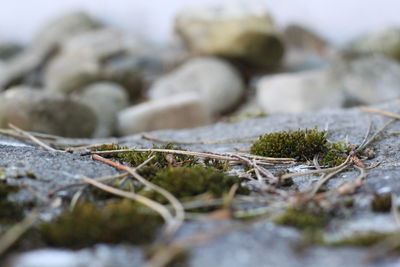 Close-up of moss on rock