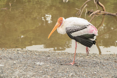 Bird perching on a lake