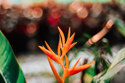 Close-up of orange flowering plant