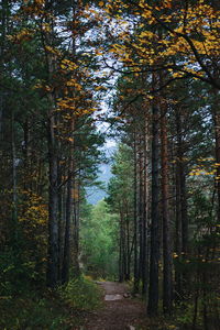 Trees in forest against sky