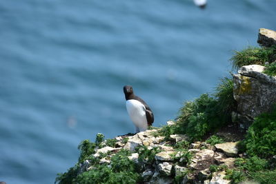 Seagull perching on rock