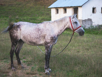 Horse in the field