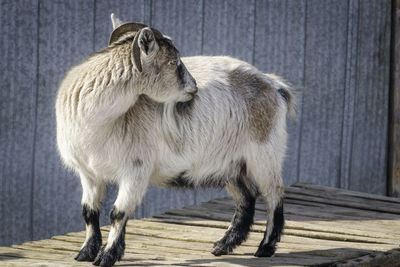 A white horned goat stands on a wooden table against the barn wall