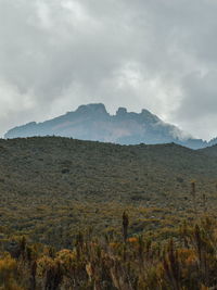 High altitude moorland against the background of mawenzi peak, mount kilimanjaro, tanzania