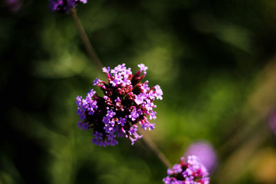 Close-up of purple flowering plant