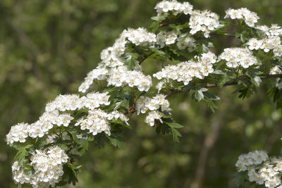 Close-up of white flowering plant