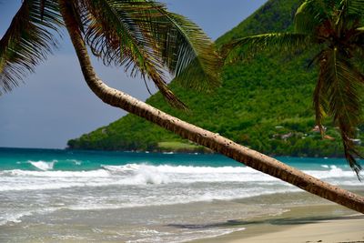 Low angle view of palm trees on beach