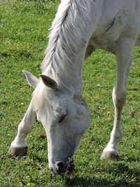 Horse grazing in a field