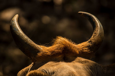 Close-up of an cow horns